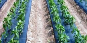 LLDPE Mulching Film