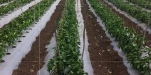 Plain Mulching Film