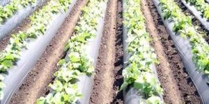 Plastic Mulching Film