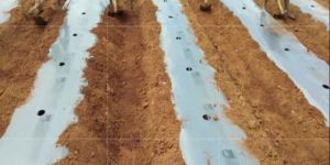 Plastic Mulching Paper