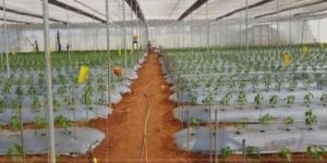 Poly House Mulching Film