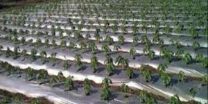 PP Mulching Film