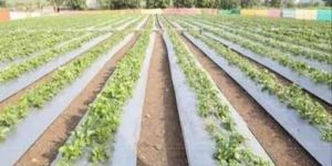 Premium Mulching Film