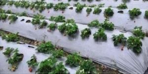 Silver Mulching Film