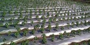 Triple Layer Mulching Film