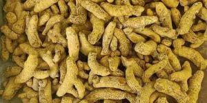 Kasturi Turmeric Finger