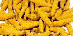 Rajapuri Turmeric Finger