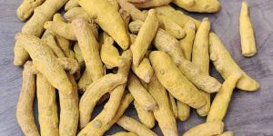 Suguna Turmeric Finger