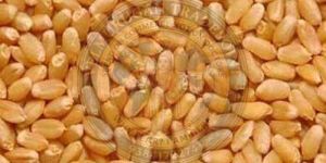 Wheat Grain