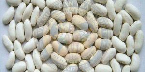 White Kidney Beans