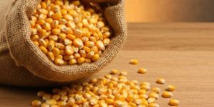 Maize (Corn)