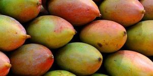A Grade Fresh Totapuri Mango