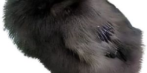 Kadaknath Chicks