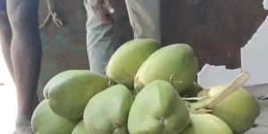 Tender Coconuts