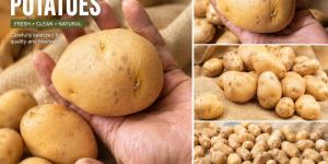 Potato