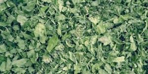 Fresh Moringa Leaves