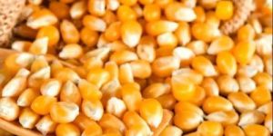 Dried Yellow Maize Seed