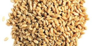 Natural Wheat Grain