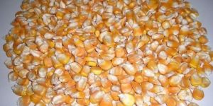 Yellow Maize Seeds
