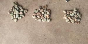 Raw Cashew Nut