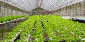 Greenhouse