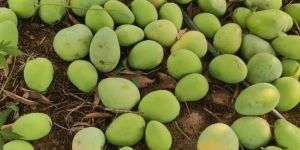 A Grade Taiwan Pink Guava