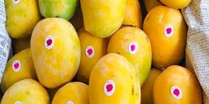 Mangoes