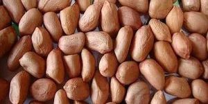 Raw Groundnut Seeds