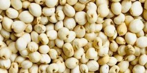 Sorghum Millet Seeds
