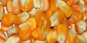 Yellow Organic Maize Seeds