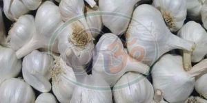 Fresh Garlic