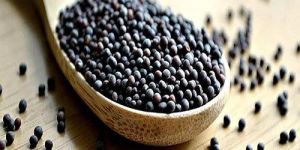 Black Bold Mustard Seeds
