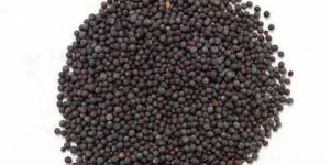 Small Black Mustard Seeds