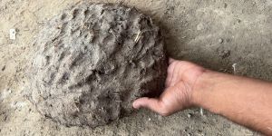 Cow Dung Cakes