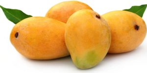 Fresh Alphonso Mango