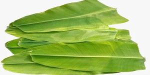 Fresh Banana Leaves