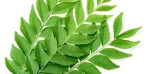 Fresh Curry Leaves