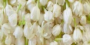Fresh Jasmine Flower