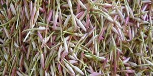 Fresh Jathi Malligai Flower