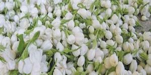 Fresh Kandi Vattam Jasmine Flower