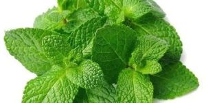 Fresh Mint Leaves