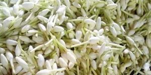 Fresh Mullai Poo Flower