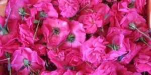 Fresh Paneer Rose Flower