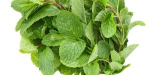 Fresh Pudina Leaves