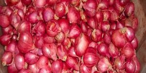 Fresh Small Red Onion