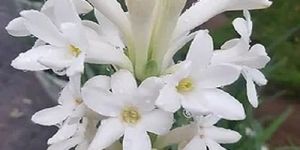 Fresh White Sampangi Flower