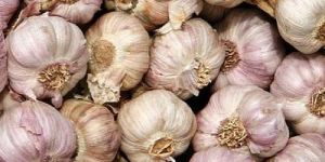 Vellai Poondu Fresh Garlic