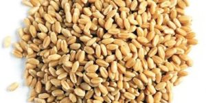 Whole Wheat Seeds