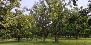 Fresh Himsagar Mango