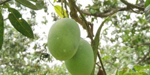 Langra Mango
